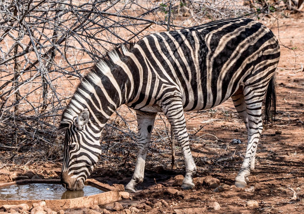 Mawusi Bush Lodge Hoedspruit Eksteriør billede