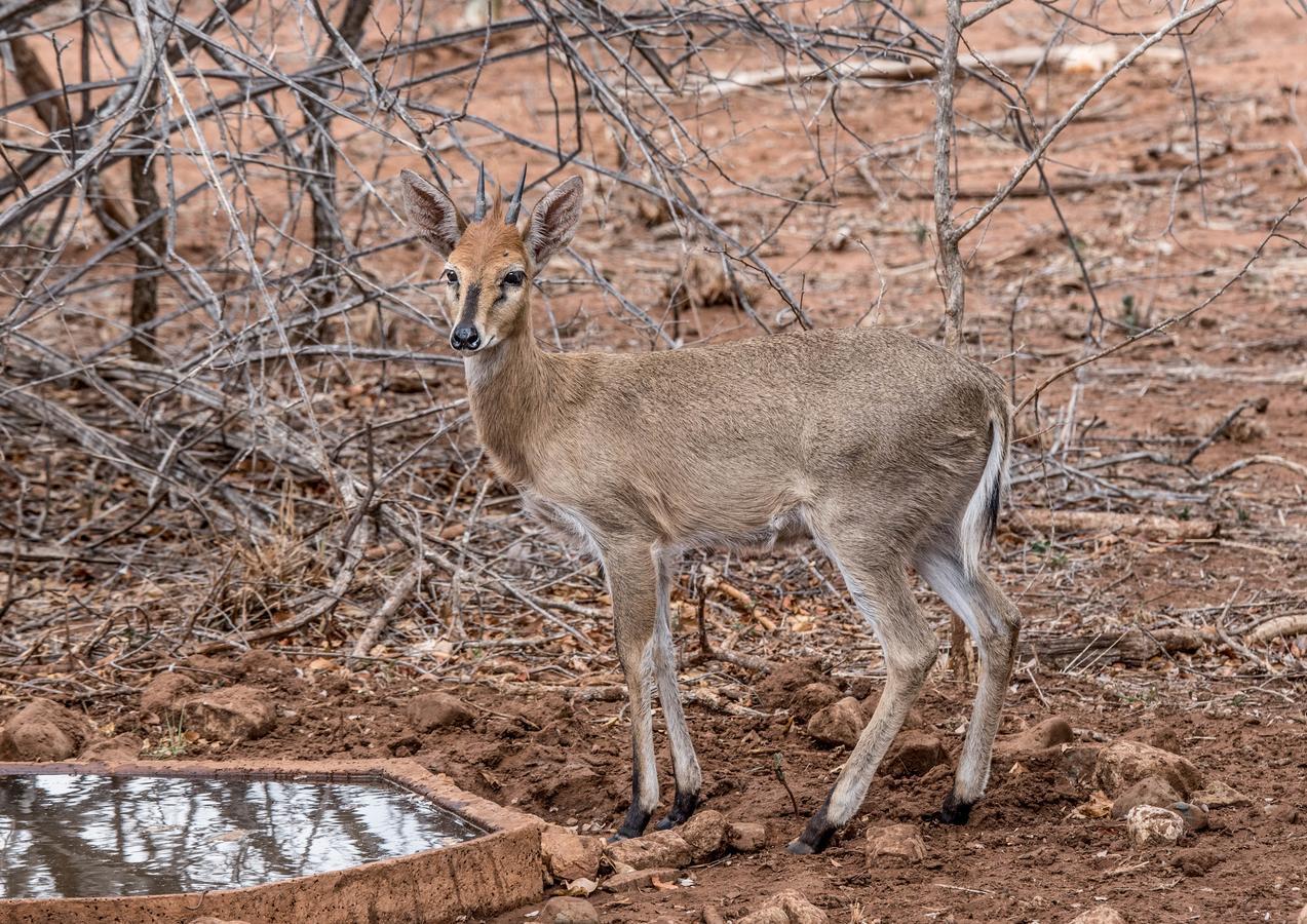Mawusi Bush Lodge Hoedspruit Eksteriør billede